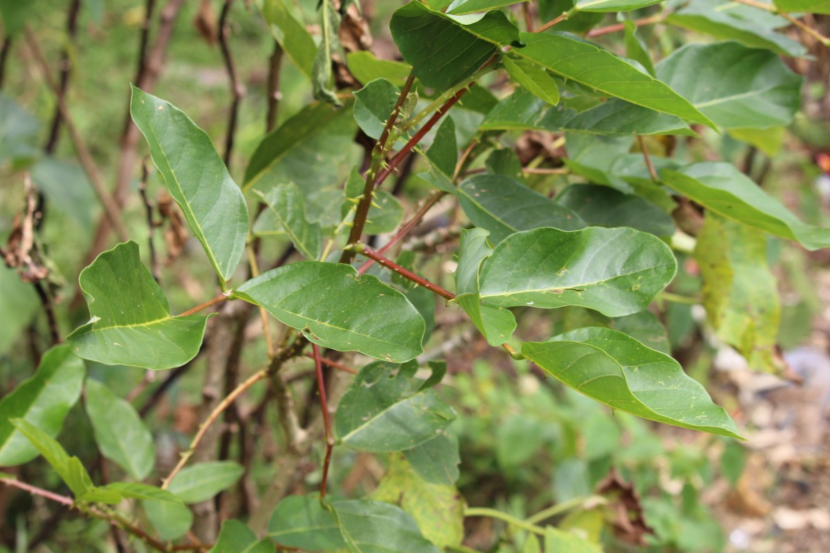 Erythrina fusca Lour.